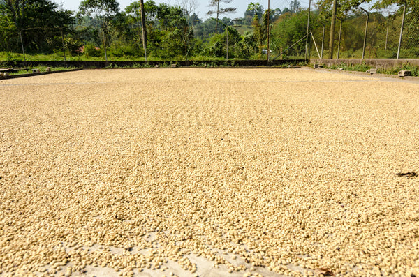 Raw/Green Coffee Beans