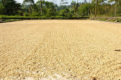 Raw Honduras Finca Lara