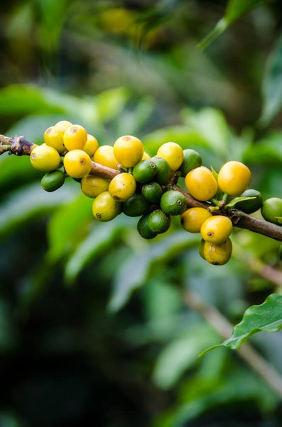 Honduras Finca Lara