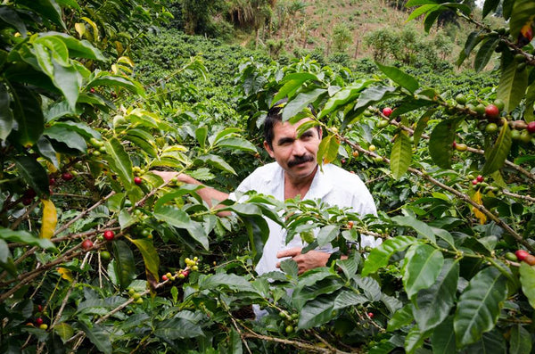 Honduras Finca Lara