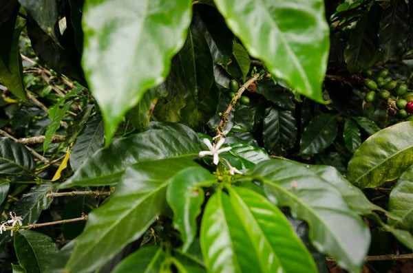 Honduras Finca Lara