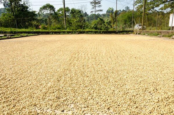 Raw Tanzanian Peaberry