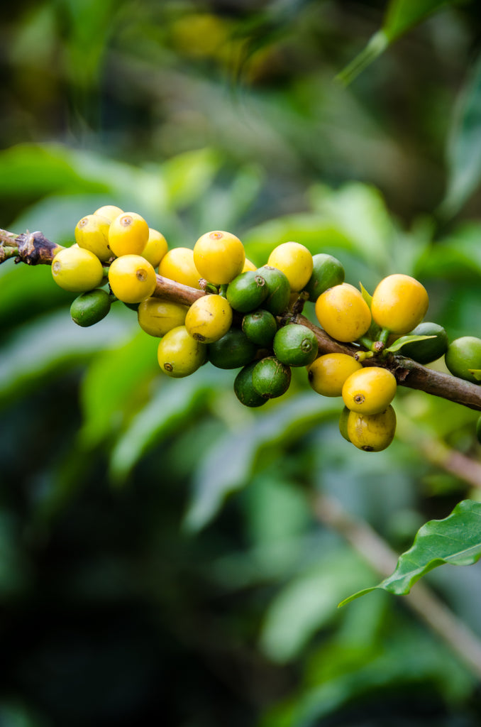 Raw Tanzanian Peaberry